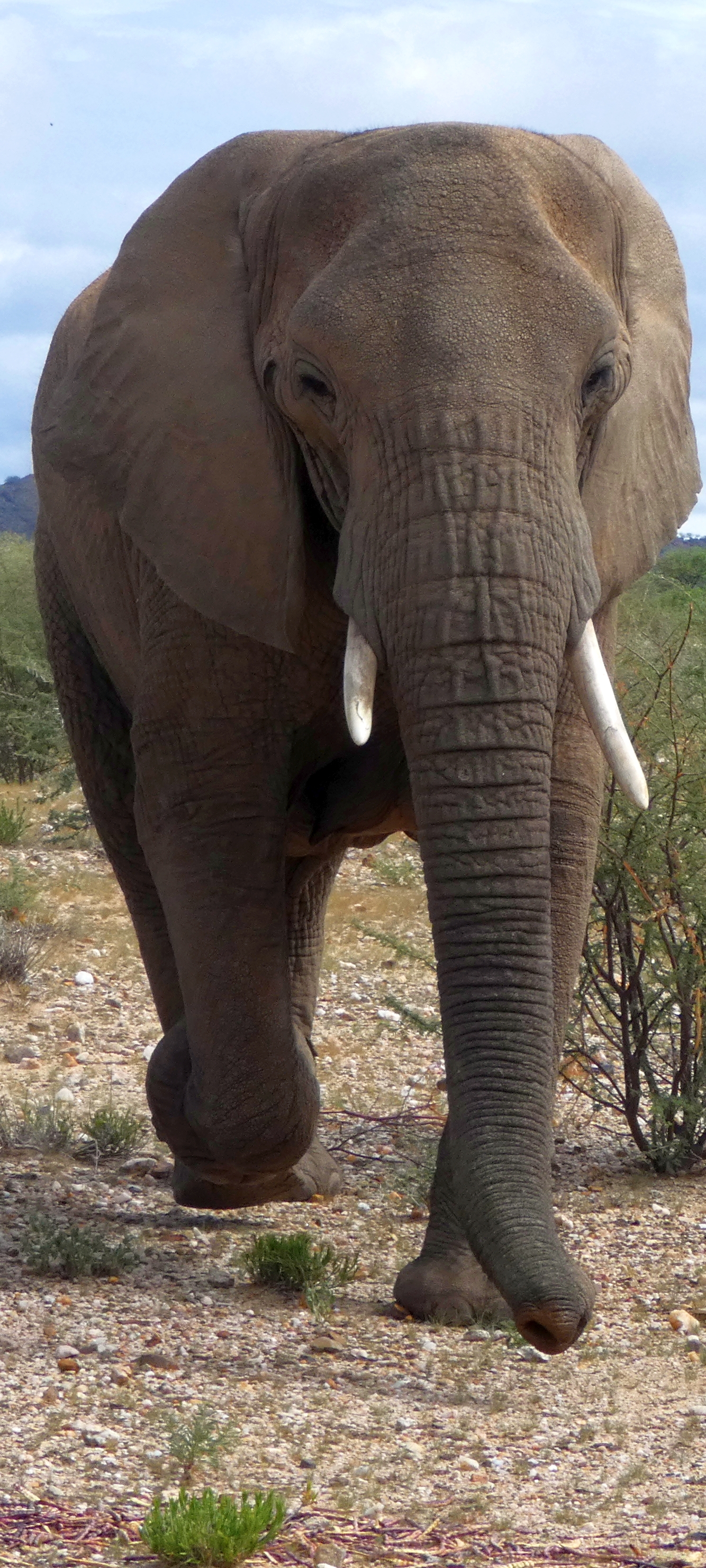 Elephant