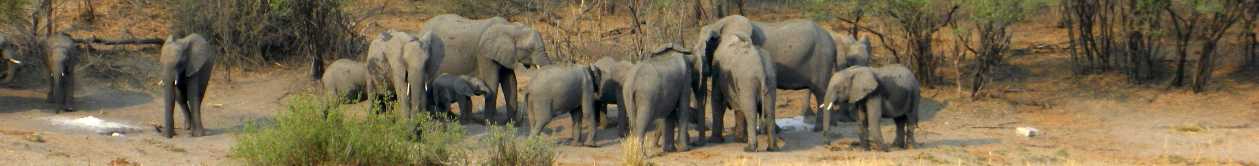 Elephants