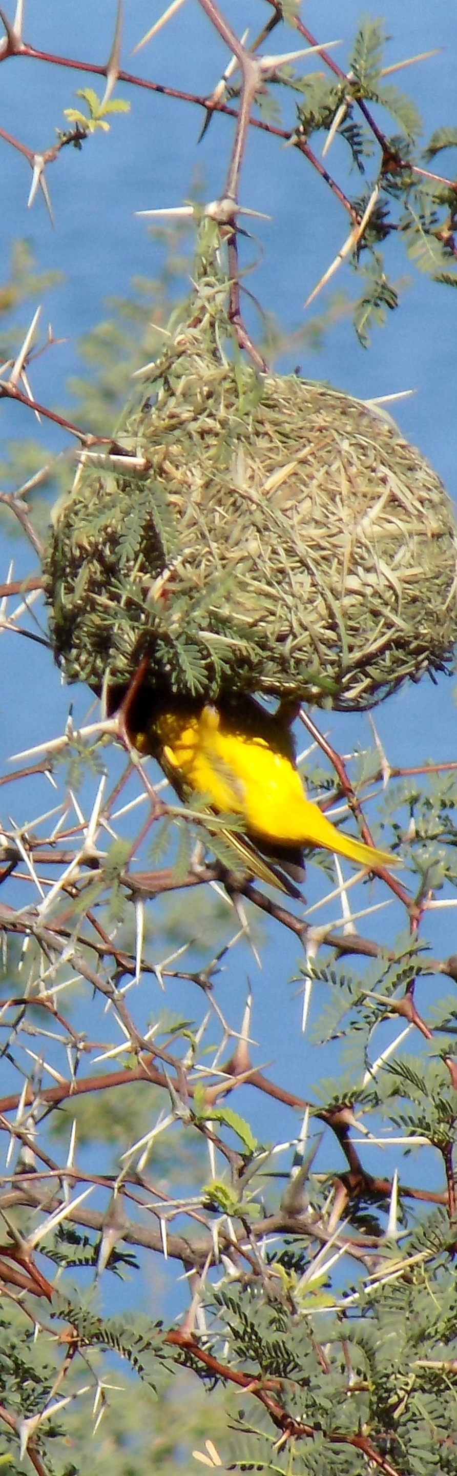 Weaver