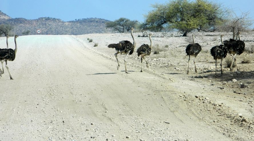 Ostrich